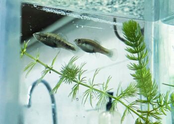 Protege UANL a pez endémico