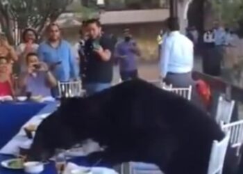 Viral: Oso irrumpe en evento