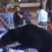 Viral: Oso irrumpe en evento